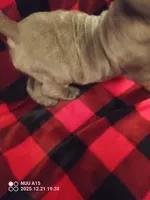 Bigs, a male Cane Corso for sale in Basehor, KS – Photo 8 of 8