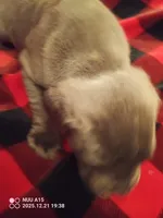 Bigs, a male Cane Corso for sale in Basehor, KS – Photo 6 of 8