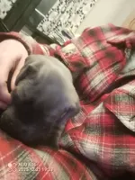 Bigs, a male Cane Corso for sale in Basehor, KS – Photo 4 of 8