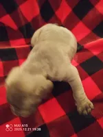 Bigs, a male Cane Corso for sale in Basehor, KS – Photo 5 of 8