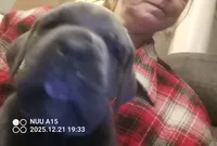 Bigs, a male Cane Corso for sale in Basehor, KS – Photo 3 of 8