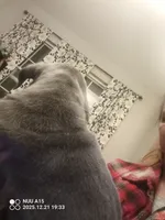 Bigs, a male Cane Corso for sale in Basehor, KS – Photo 2 of 8