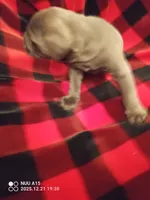 Bigs, a male Cane Corso for sale in Basehor, KS – Photo 7 of 8