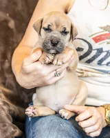 Black, a female Cane Corso for sale in Basehor, KS – Photo 6 of 10