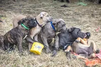 Black, a female Cane Corso for sale in Basehor, KS – Photo 2 of 10