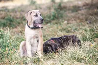 Black, a female Cane Corso for sale in Basehor, KS – Photo 1 of 10
