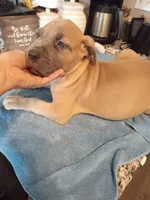 Black, a female Cane Corso for sale in Basehor, KS – Photo 10 of 10