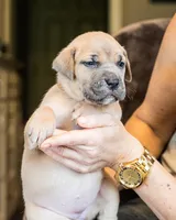 Black, a female Cane Corso for sale in Basehor, KS – Photo 7 of 10