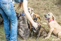 Black, a female Cane Corso for sale in Basehor, KS – Photo 3 of 10