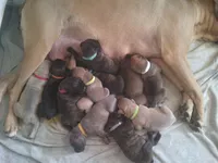 Black, a female Cane Corso for sale in Basehor, KS – Photo 8 of 10