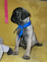 Bobby, a male Pug for sale in Chula Vista, CA – 1 of 6