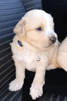 Precious , a male Maltese and Poodle - Miniature  for sale in Chula Vista, CA – Photo 8 of 9