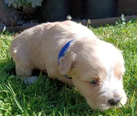 Precious , a male Maltese and Poodle - Miniature  for sale in Chula Vista, CA – Photo 9 of 9