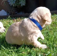 Precious , a male Maltese and Poodle - Miniature  for sale in Chula Vista, CA – Photo 7 of 9