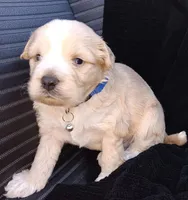 Precious , a male Maltese and Poodle - Miniature  for sale in Chula Vista, CA – Photo 4 of 9