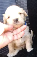 Precious , a male Maltese and Poodle - Miniature  for sale in Chula Vista, CA – Photo 2 of 9