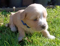 Precious , a male Maltese and Poodle - Miniature  for sale in Chula Vista, CA – Photo 5 of 9