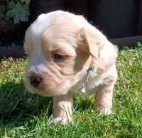 Precious , a male Maltese and Poodle - Miniature  for sale in Chula Vista, CA – Photo 3 of 9