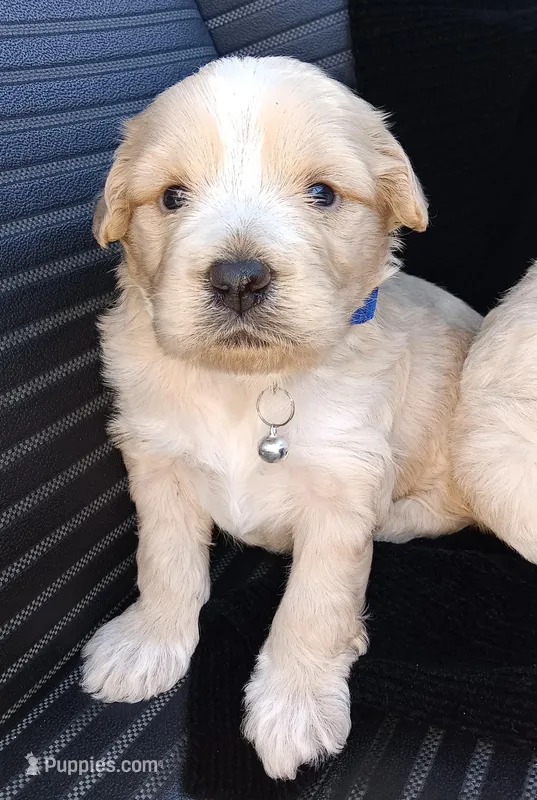 Precious  – Maltese, Poodle - Miniature  puppy for sale in Chula Vista, CA