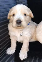 Precious , a male Maltese and Poodle - Miniature  for sale in Chula Vista, CA – Photo 1 of 9