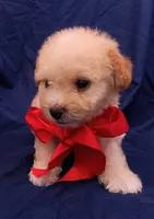 Tedsy, a male Maltipoo for sale in Chula Vista, CA – 6 of 10