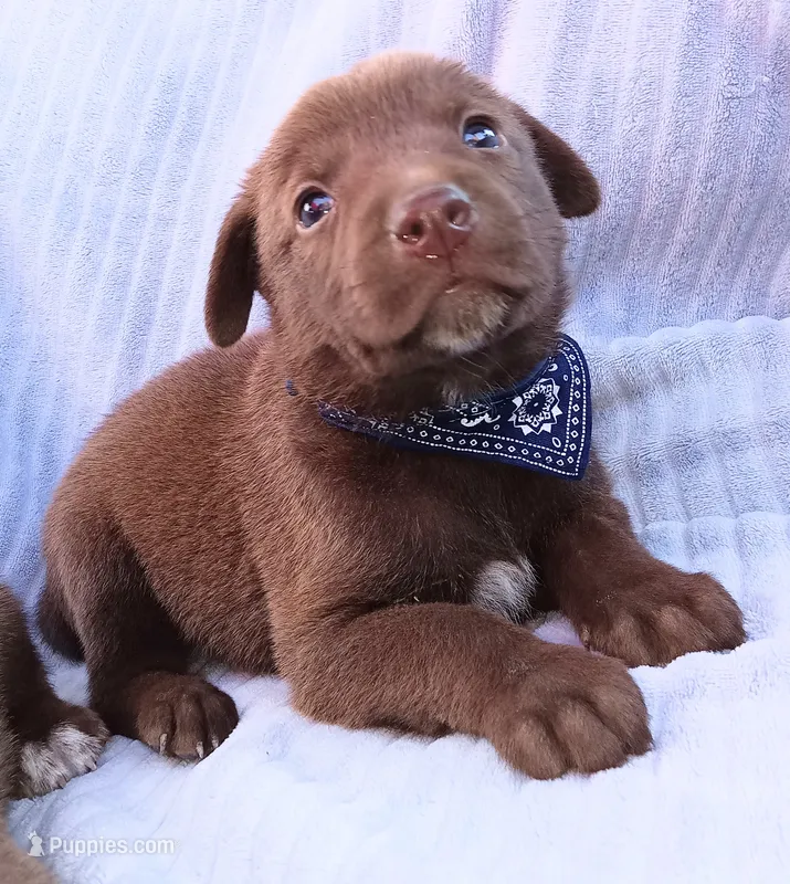 Marley – Labrador Retriever puppy for sale in Chula Vista, CA