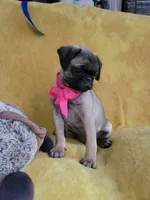 Bella, a female Pug for sale in Chula Vista, CA – 7 of 8