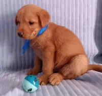Teddy, a male Golden Retriever and Labrador Retriever for sale in Chula Vista, CA – 7 of 7