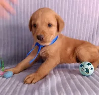 Teddy, a male Golden Retriever and Labrador Retriever for sale in Chula Vista, CA – 4 of 7