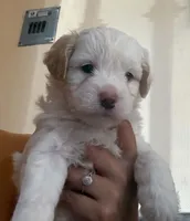 Charlie, a male Maltipoo for sale in Chula Vista, CA – 2 of 7