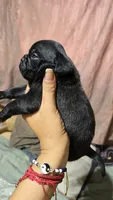Blacky, a male Pug for sale in Chula Vista, CA – 3 of 3