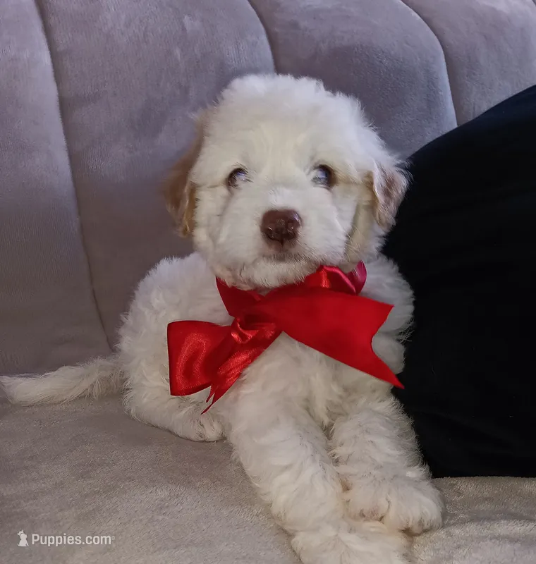 Teddy – Maltipoo puppy for sale in Chula Vista, CA