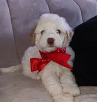 Teddy, a male Maltipoo for sale in Chula Vista, CA – 1 of 10