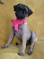 Bella, a female Pug for sale in Chula Vista, CA – 5 of 8