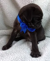 Peabody, a male Pug for sale in Chula Vista, CA – 8 of 10