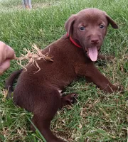 Max, a male Labrador Retriever for sale in Chula Vista, CA – 4 of 5