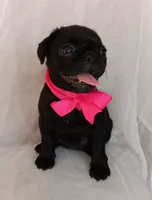 Happy, a female Pug for sale in Chula Vista, CA – 3 of 7