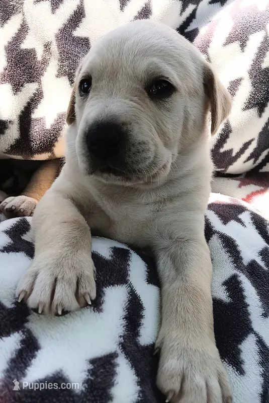 Koko – Labrador Retriever puppy for sale in Chula Vista, CA