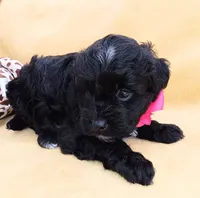 Charlotte , a female Maltipoo for sale in Chula Vista, CA – 7 of 7