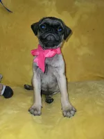 Bella, a female Pug for sale in Chula Vista, CA – 3 of 8