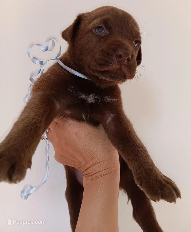 Max – Labrador Retriever puppy for sale in Chula Vista, CA