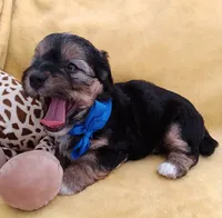 Tommy, a male Maltipoo for sale in Chula Vista, CA – 8 of 10