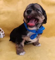 Tommy, a male Maltipoo for sale in Chula Vista, CA – 7 of 10