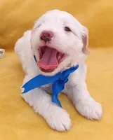 Charlie, a male Maltipoo for sale in Chula Vista, CA – 3 of 7