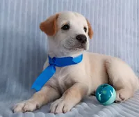Toby, a male Golden Retriever and Labrador Retriever for sale in Chula Vista, CA – 8 of 8