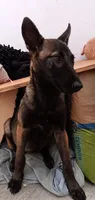 Lucy , a female Belgian Malinois for sale in Chula Vista, CA – 5 of 6