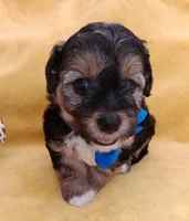Tommy, a male Maltipoo for sale in Chula Vista, CA – 2 of 10