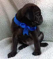 Peabody, a male Pug for sale in Chula Vista, CA – 7 of 10