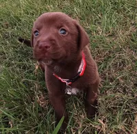 Max, a male Labrador Retriever for sale in Chula Vista, CA – 2 of 5