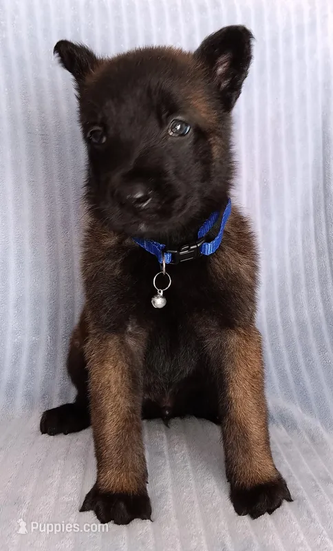 Konan – Belgian Malinois puppy for sale in Chula Vista, CA